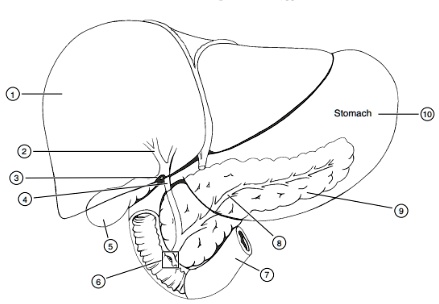 NIDALdrawing easy drawing of liver liver Drawing human liver Drawing  internal organs of human  YouTube