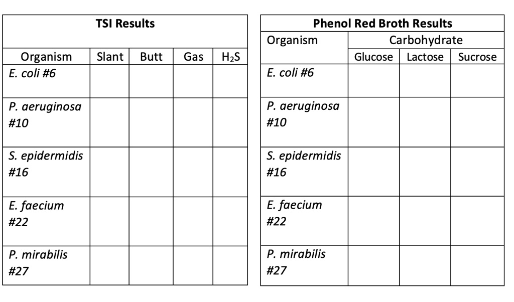 SOLVED TSI Results Phenol Red Broth Results Organism Carbohydrate