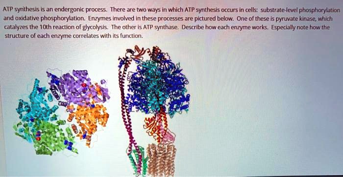 ATP synthesis is an endergonic process. There are two ways in which ATP synthesis occurs in cells: substrate-level phosphorylation and oxidative phosphorylation. Enzymes involved in these processes are pictured below. One of these is pyruvate kinase, which catalyzes the 10th reaction of glycolysis. The other is ATP synthase. Describe how each enzyme works. Especially note how the structure of each enzyme correlates with its function.