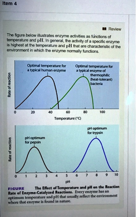 Item 4 Review The figure below illustrates enzyme activities as ...