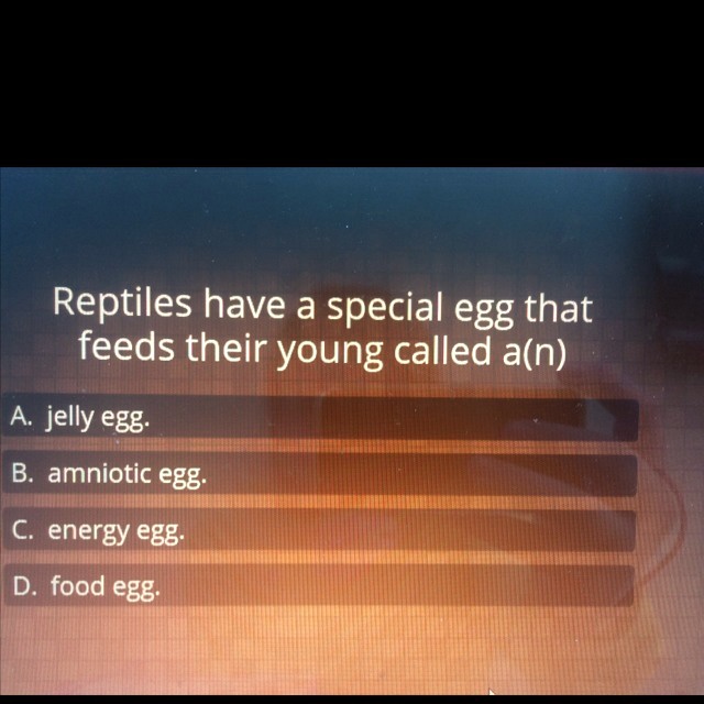 Reptiles have a special egg that feeds their young called a(n)
A. jelly egg.
B. amniotic egg.
C. energy egg.
D. food egg.