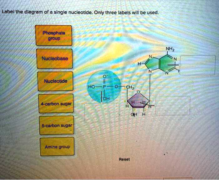 Label The Dlagram Of A Single Nucleotide Only Three L Solvedlib 3478