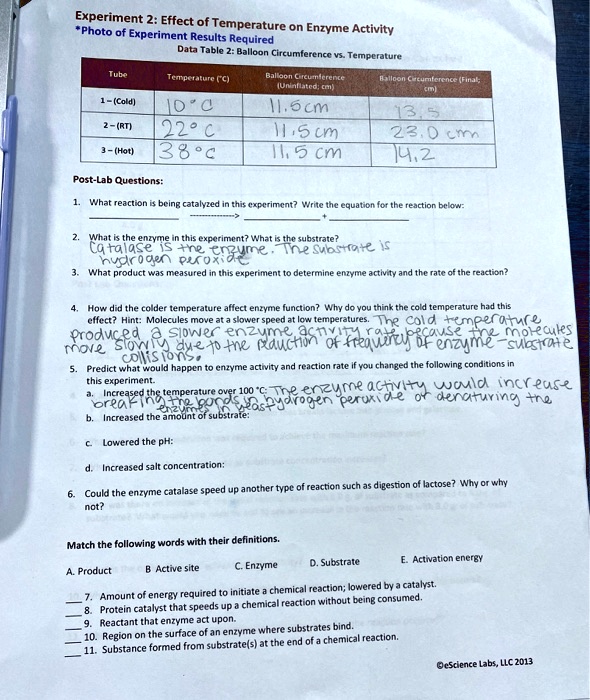 Experiment 2: Effect of Temperature on Enzyme Activity
*Photo of Experiment Results Required
Data Table 2: Balloon Circumference vs. Temperature
Tube | Temperature (°C) | Balloon Circumference (Uninflated; cm) | Balloon Circumference (Final; cm)
1 – (Cold) | 10 °C | 11.5 cm | 13.5
2 – (RT) | 22 °C | 11.5 cm | 23.0 cm
3 – (Hot) | 38 °C | 11.5 cm | 14.2
Post-Lab Questions:
1. What reaction is being catalyzed in this experiment? Write the equation for the reaction below:
———–> + 
2. What is the enzyme in this experiment? What is the substrate?
Catalase is the enzyme. The substrate is hydrogen peroxide
3. What product was measured in this experiment to determine enzyme activity and the rate of the reaction?
4. How did the colder temperature affect enzyme function? Why do you think the cold temperature had this effect? Hint: Molecules move at a slower speed at low temperatures. The cold temperature produced a slower enzyme activity rate because the molecules move slowly due to the reduction of frequency of enzyme-substrate collisions.
5. Predict what would happen to enzyme activity and reaction rate if you changed the following conditions in this experiment.
a. Increased the temperature over 100 °C: The enzyme activity would increase breaking the bonds in hydrogen peroxide or denaturing the enzymes in yeast.
b. Increased the amount of substrate:
c. Lowered the pH:
d. Increased salt concentration:
6. Could the enzyme catalase speed up another type of reaction such as digestion of lactose? Why or why not?
Match the following words with their definitions.
A. Product B. Active site C. Enzyme D. Substrate E. Activation energy
7. Amount of energy required to initiate a chemical reaction; lowered by a catalyst.
8. Protein catalyst that speeds up a chemical reaction without being consumed.
9. Reactant that enzyme act upon.
10. Region on the surface of an enzyme where substrates bind.
11. Substance formed from substrate(s) at the end of a chemical reaction.