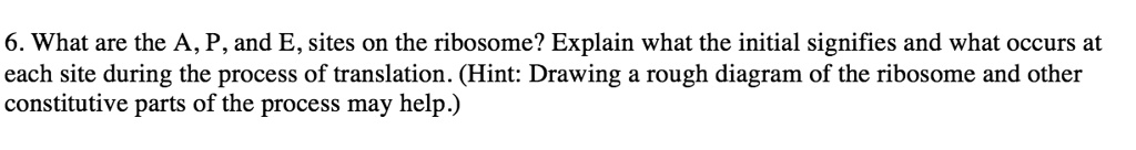 solved-what-are-the-a-p-and-e-sites-on-the-ribosome-explain-what-the