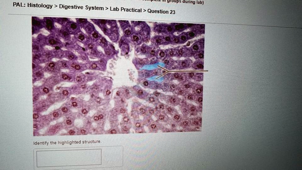 SOLVED Groups during lab) PAL Histology > Digestive System > Lab
