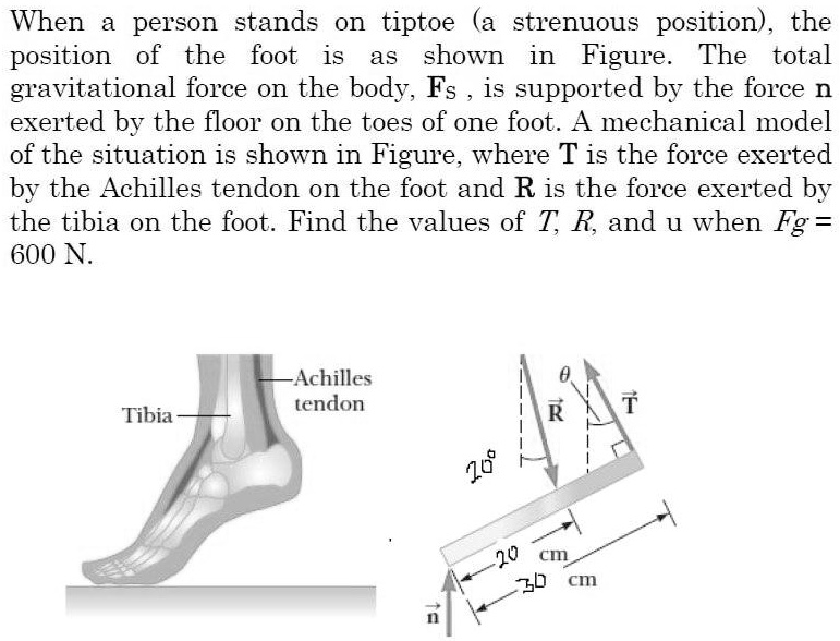 SOLVED: When person stands on tiptoe (a strenuous position) the ...