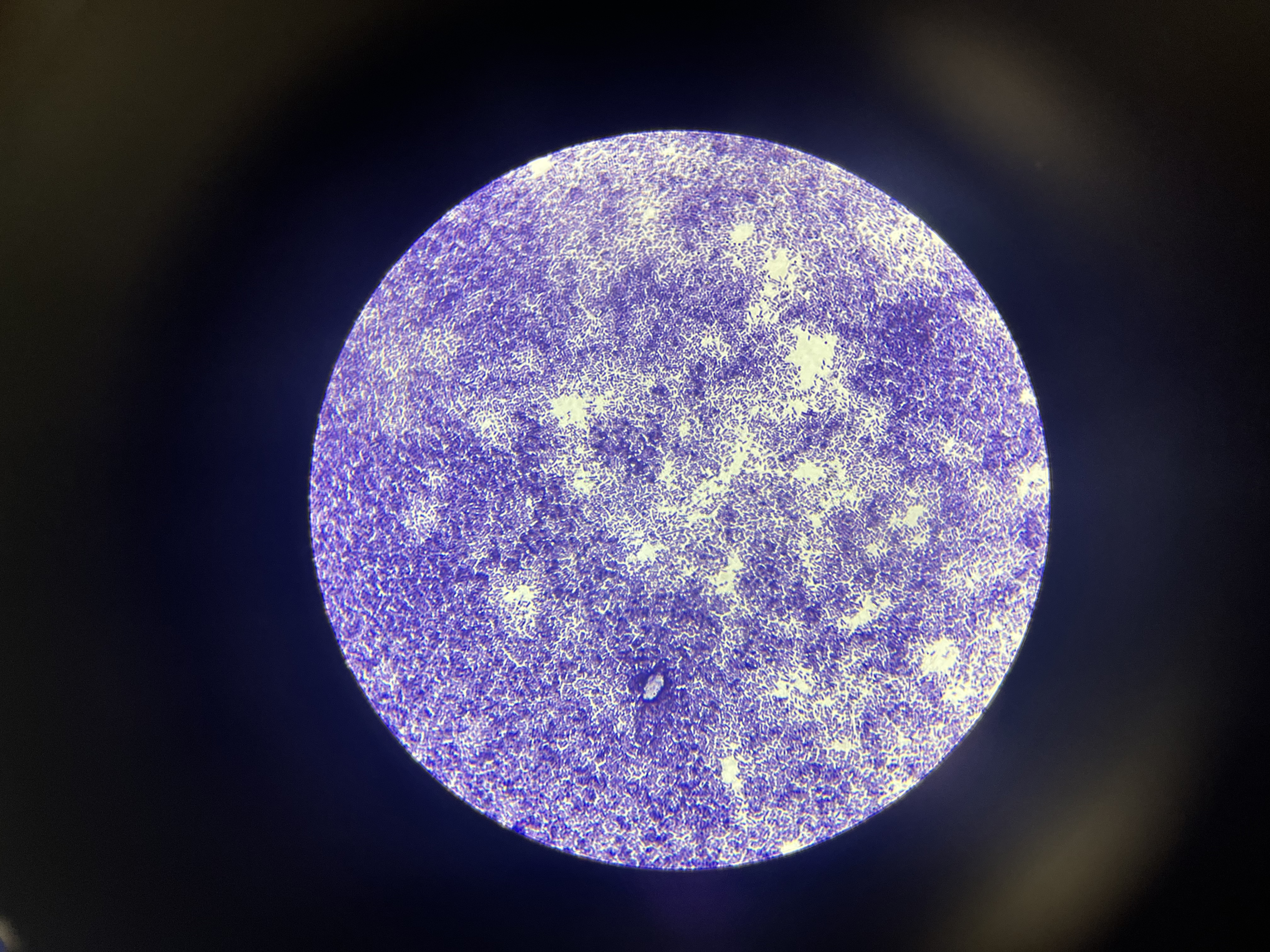 draw the bacterial shape and name bacterial arrangwment