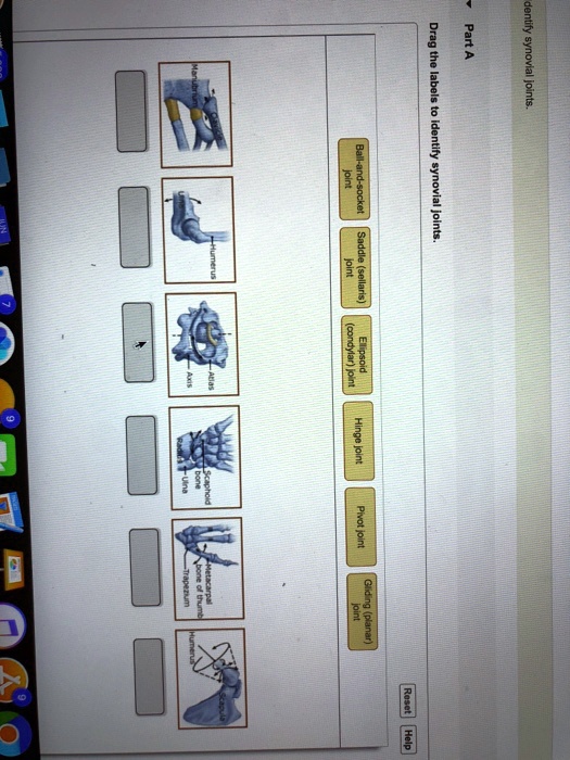 dentify synovial joints. Part A Drag the labels to identify synovial ...