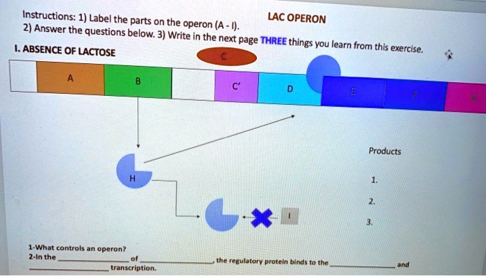 Instructions: 1) Label the parts on the LAC OPERON. 2) Answer the ...