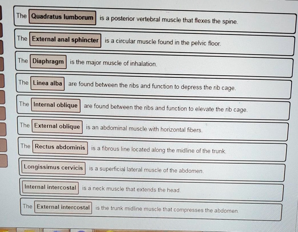 SOLVED The Quadratus lumborum is a posterior vertebral muscle that
