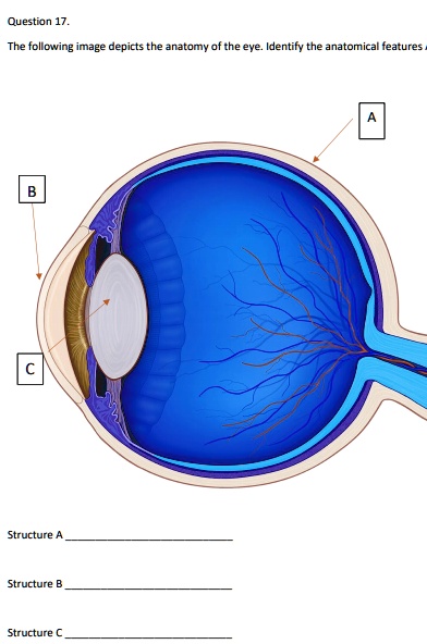 SOLVED: Question 17. The following image depicts the anatomy of the eye ...