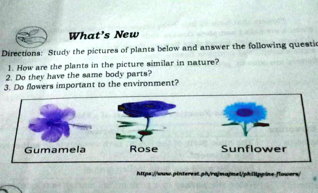 Plant Study Direction What's New Directions: Study the pictures of plants below and answer ...