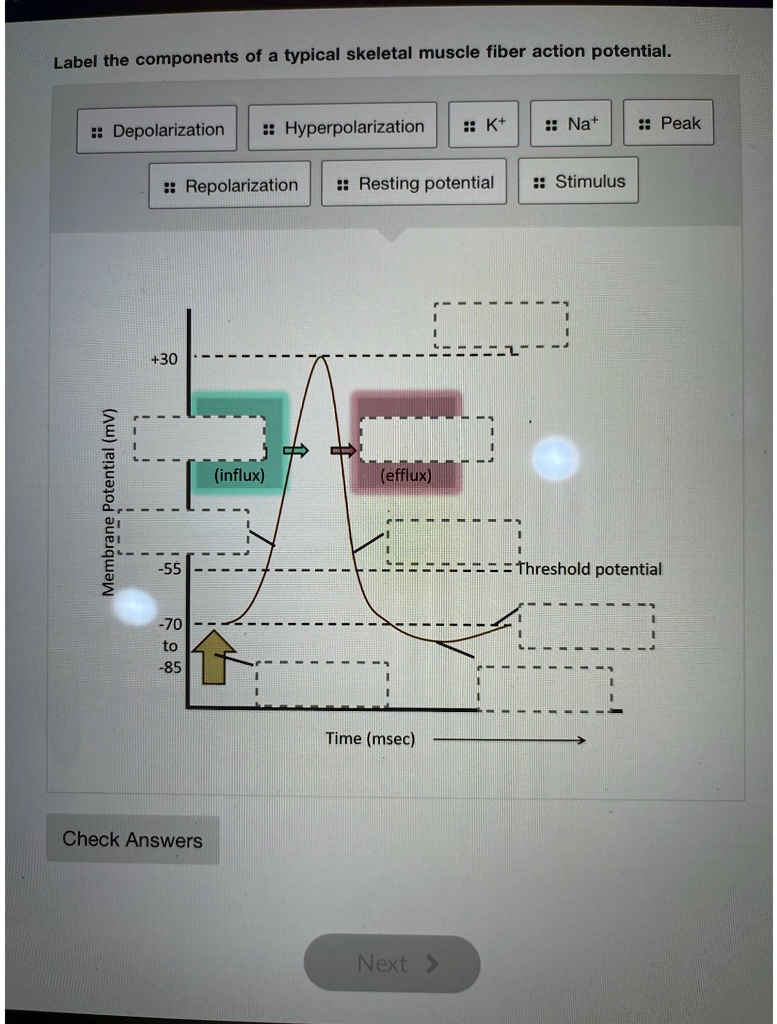 depolarization and repolarization of skeletal muscle