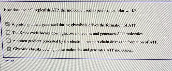 How does the cell replenish ATP, the molecule used to perform cellular work?

A proton gradient generated during glycolysis drives the formation of ATP.
The Krebs cycle breaks down glucose molecules and generates ATP molecules.
A proton gradient generated by the electron transport chain drives the formation of ATP.
Glycolysis breaks down glucose molecules and generates ATP molecules.