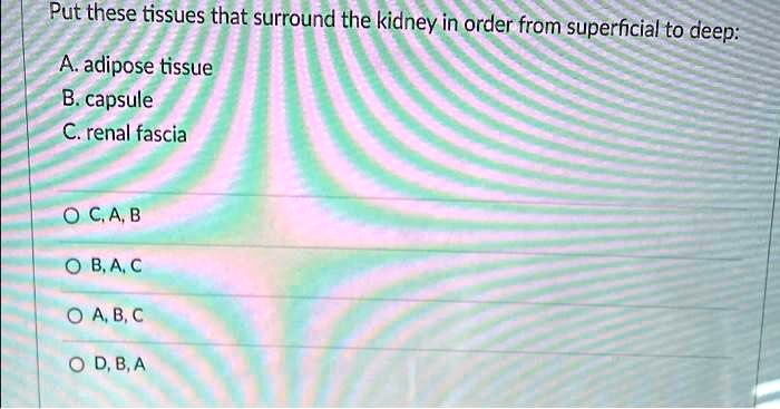 Put these tissues that surround the kidney in order from superficial to deep:
A. adipose tissue
B. capsule
C. renal fascia
C, A, B
B, A, C
A, B, C
D, B, A