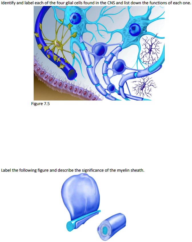 Identify and label each of the four glial cells found in the CNS and list down the functions of each one.
Figure 7.5
Label the following figure and describe the significance of the myelin sheath.
