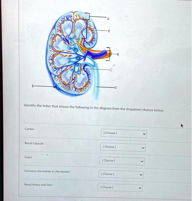 Identify the letter that shows the following in the diagram from the ...