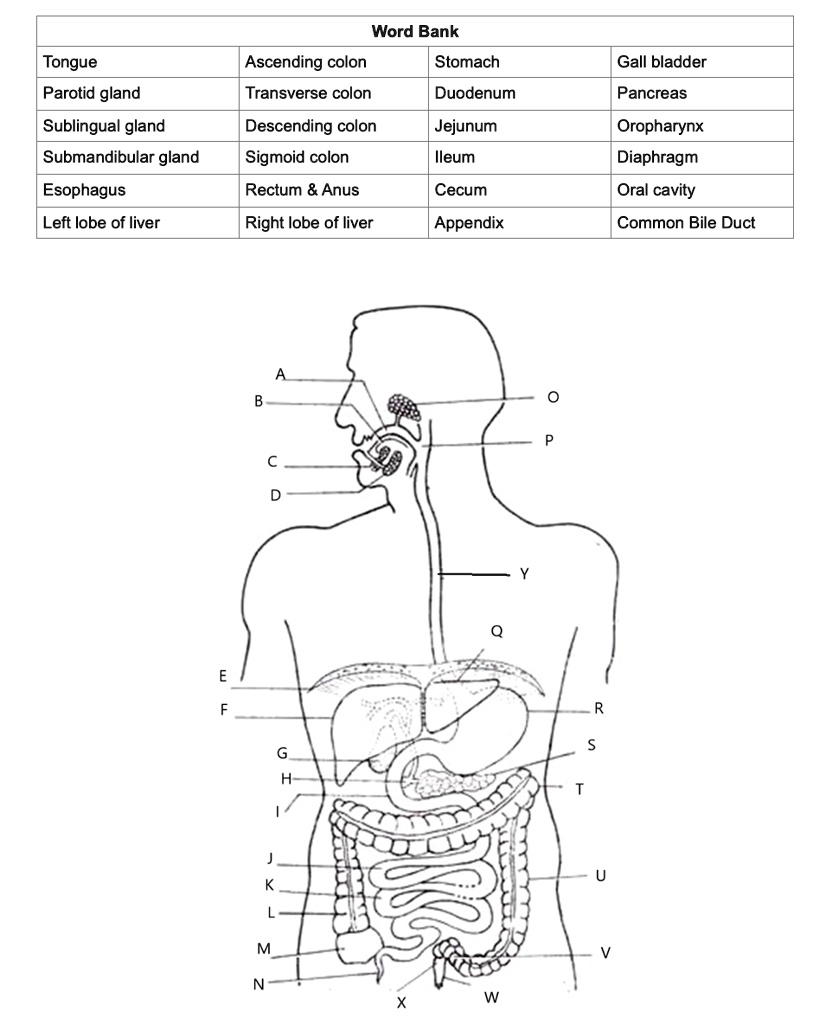 SOLVED: Please label the diagram with the word bank Word Bank Tongue ...