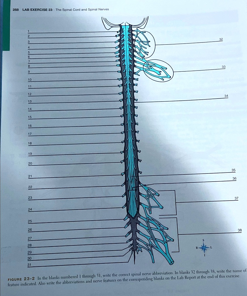 Lab Exercise 23 The Spinal Cord And Spinal Nerves Answers Exercisewalls