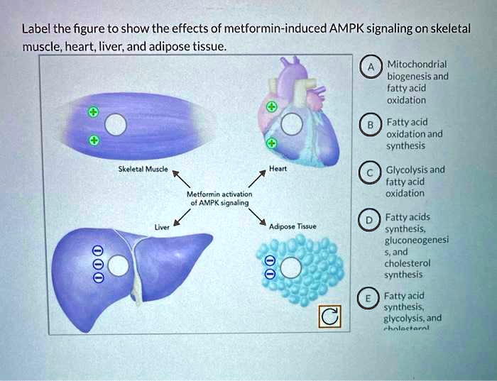 Label the figure to show the effects of metformininduced AMPK