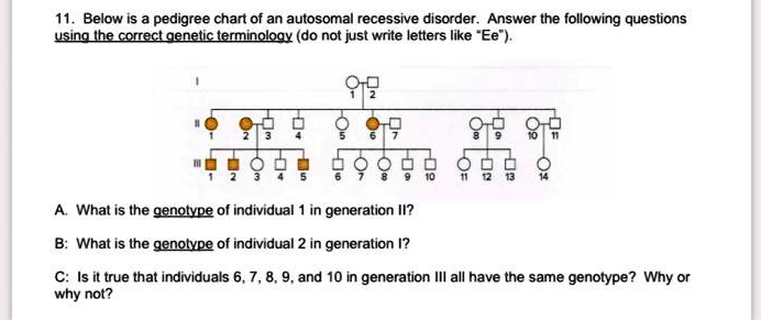 11. Below is a pedigree chart of an autosomal recessive disorder. Answer the following questions using the correct genetic terminology (do not just write letters like "Ee").

A. What is the genotype of individual 1 in generation II?

B: What is the genotype of individual 2 in generation I?

C: Is it true that individuals 6, 7, 8, 9, and 10 in generation III all have the same genotype? Why or why not?
