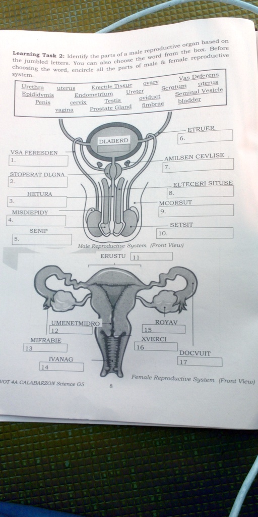 SOLVED: 'Identfy the parts of a male reproductive organ based on the ...