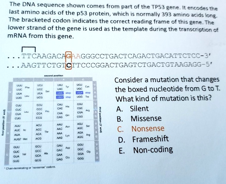 Solved The Dna Sequence Shown Comes From Part Of The Tp53 Gene It