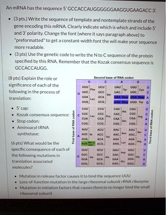 An mrna has the sequence 5 gccaccauggggggaaggugaagacc 3 3...