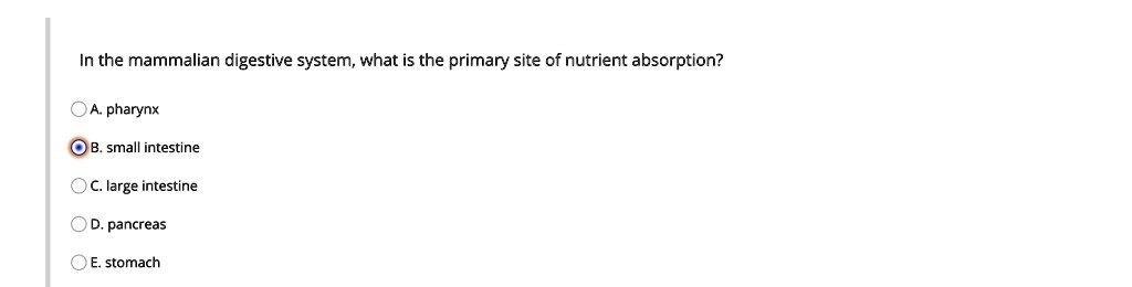 In the mammalian digestive system, what is the primary site of nutrient absorption?

A. pharynx
B. small intestine
C. large intestine
D. pancreas
E. stomach
