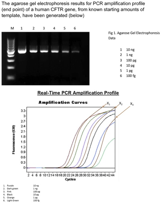 SOLVED: The agarose gel electrophoresis results for PCR amplification ...