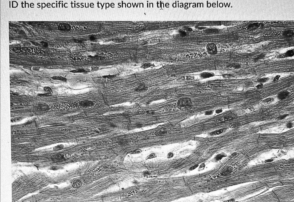 SOLVED: ID the specific tissue type shown in the diagram below. ID the ...