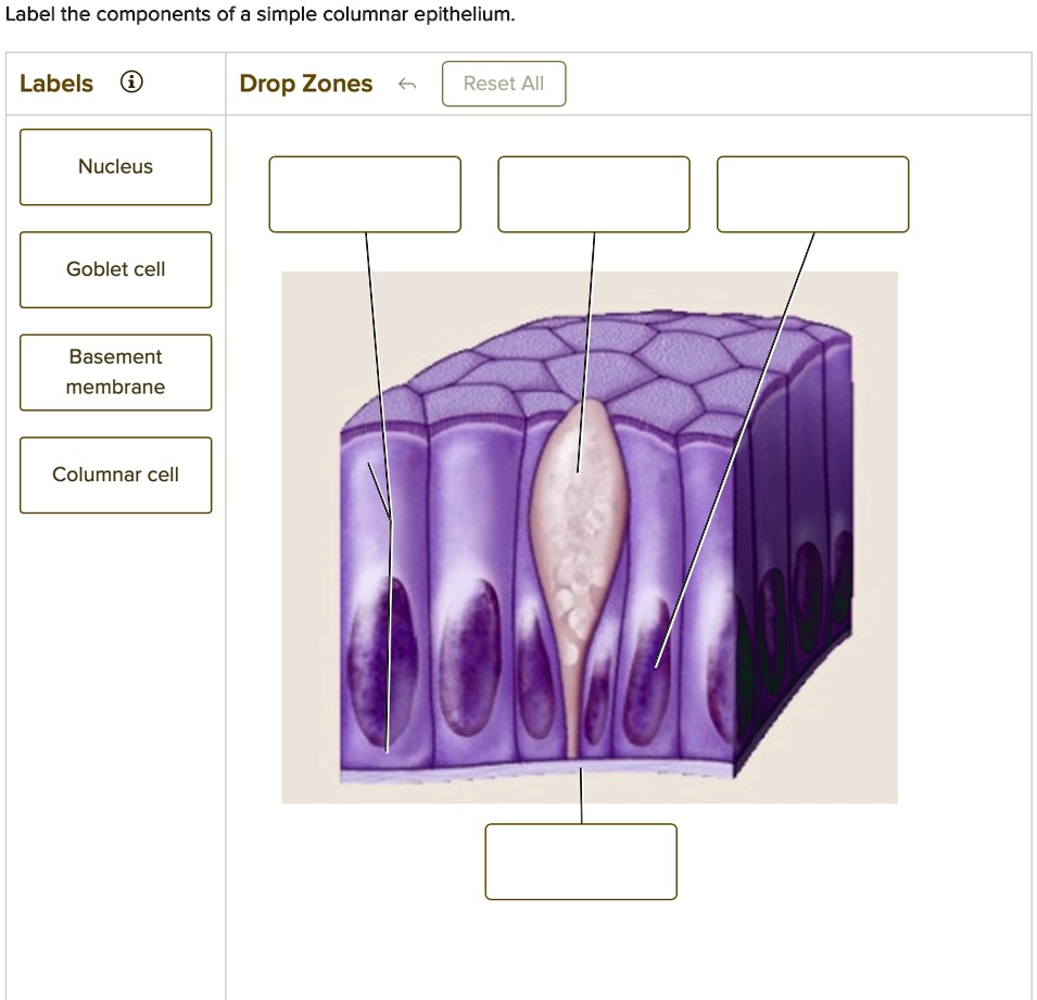 SOLVED: Label the components of a simple columnar epithelium. Labels ...