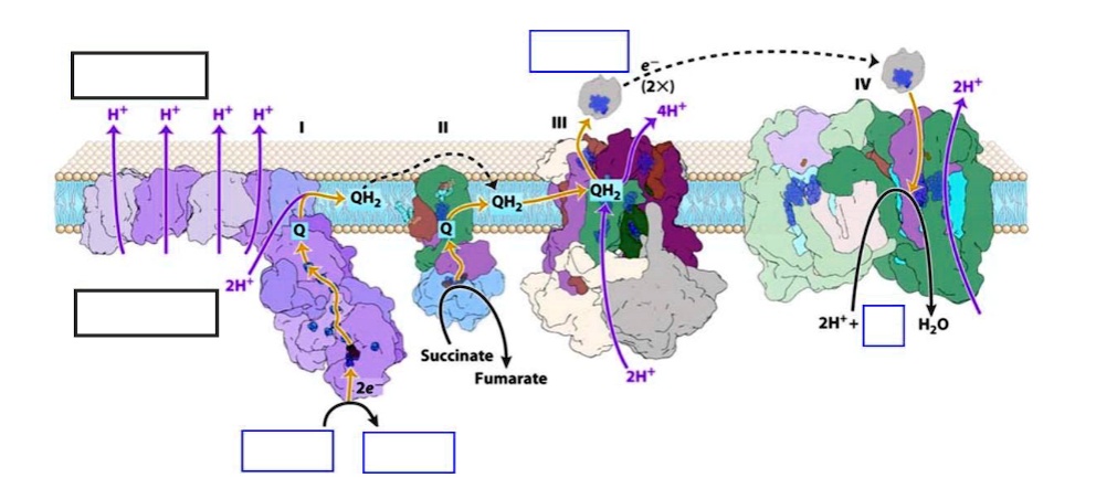 In the figure below, note (in the black boxes) which side of the ...