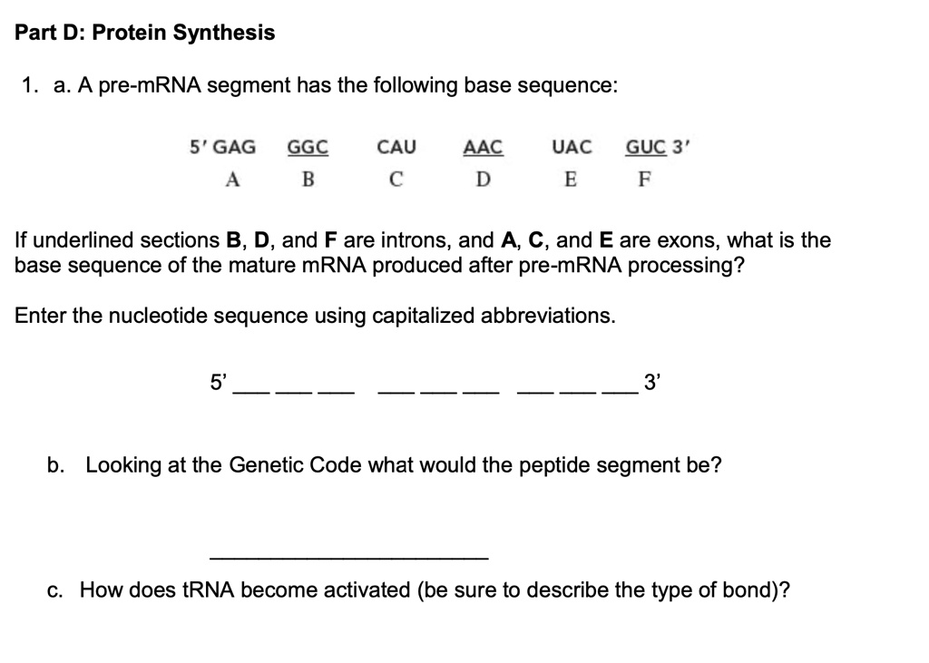 Part D: Protein Synthesis 1. a. A pre-mRNA segment has the following ...