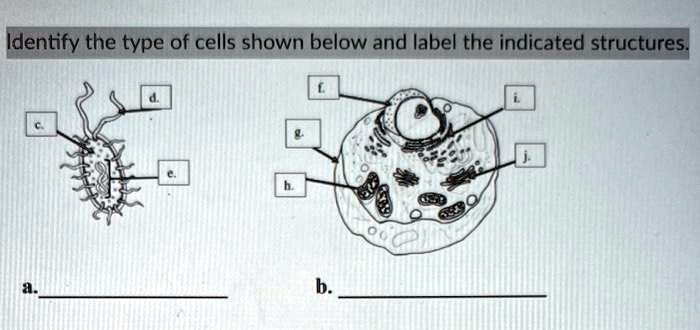 SOLVED: Identify the type of cells shown below and label the indicated ...