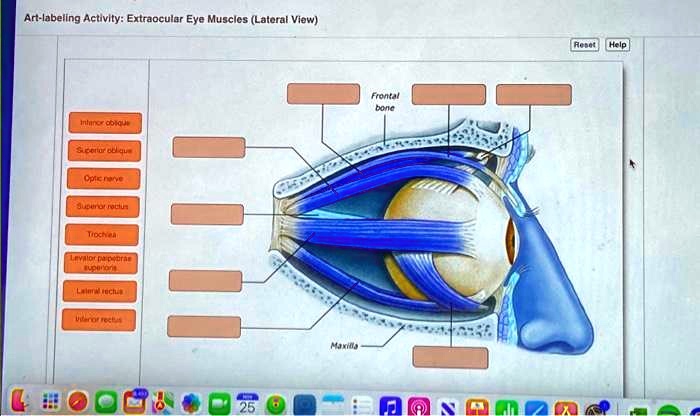 Art-labeling Activity: Extraocular Eye Muscles (Lateral View)
Intenor oblique
Superior oblique
Optic nerve
Superior rectus
Trochlea
Levator palpebrae
superioris
Lateral rectus
Inferior rectus
Maxilla
Frontal
bone
Reset Help