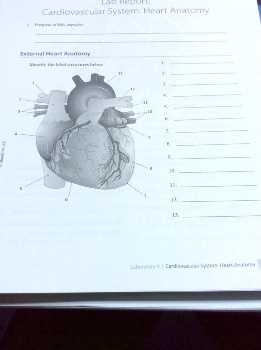 SOLVED: Lab Report Cardiovascular System: Heart Anatomy External Heart ...