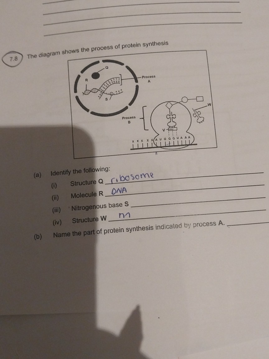 SOLVED: 7.8 The diagram shows the process of protein synthesis (a ...