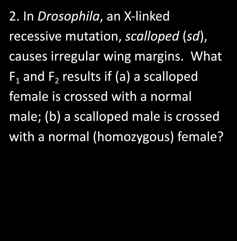 2. In Drosophila, an X-linked recessive mutation, scalloped (sd), causes irregular wing margins. What F1 and F2 results if (a) a scalloped female is crossed with a normal male; (b) a scalloped male is crossed with a normal (homozygous) female?