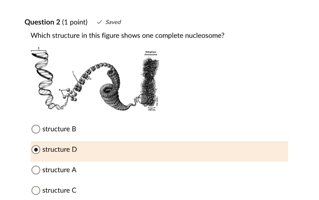 SOLVED: Question 2 (1 point) Saved Which structure in this figure shows ...