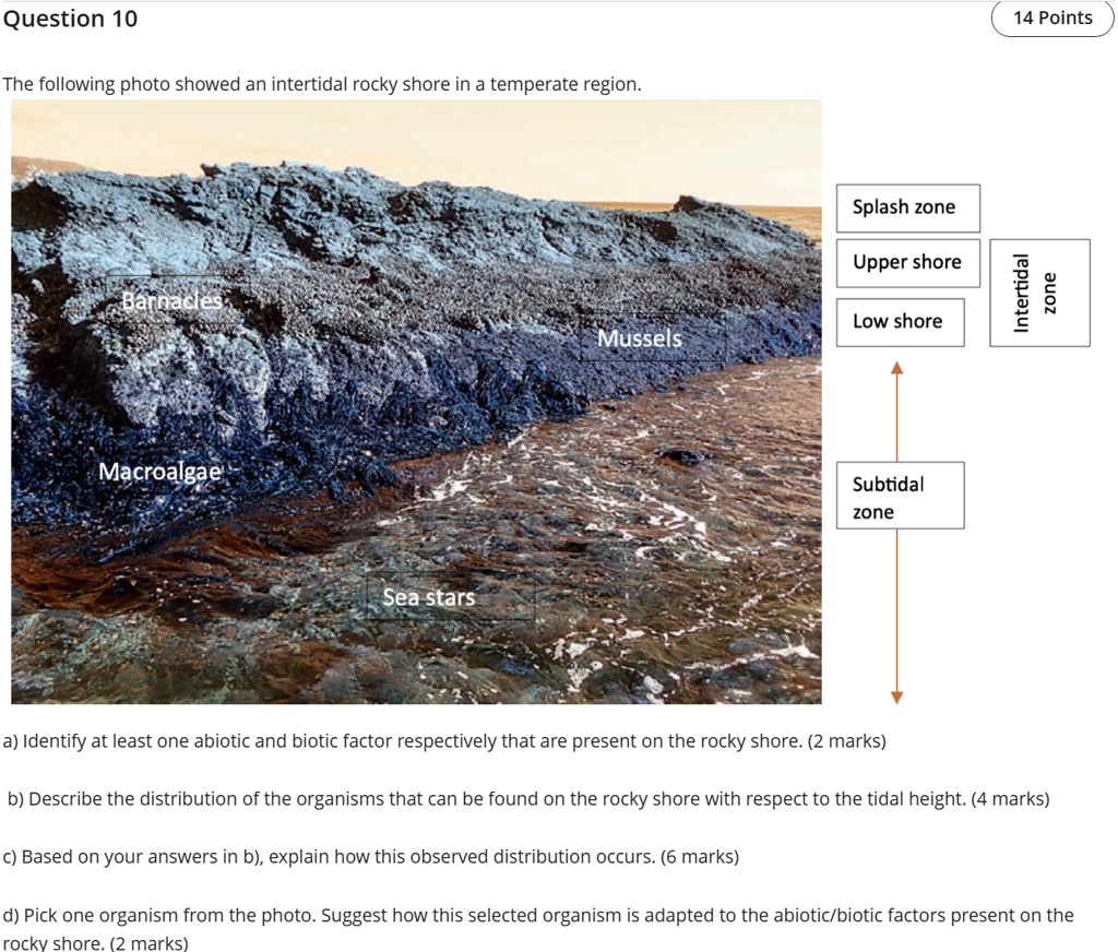 SOLVED Question 10 The following photo shows an intertidal rocky shore