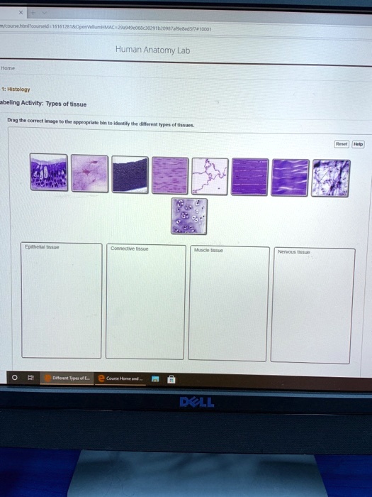 SOLVED Human Anatomy Lab Histology Labeling Activity Types of Tissue