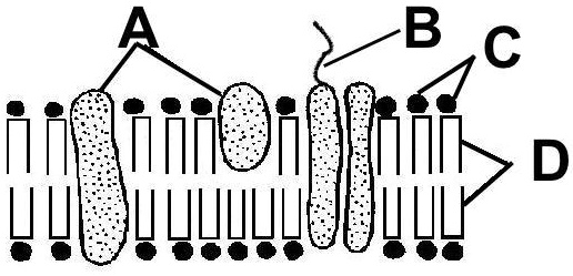 SOLVED: 'Which Of The Following Is True Of The Structures Labeled A In ...