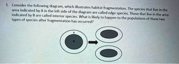 1. Consider the following diagram, which illustrates habitat fragmentation. The species that live in the area indicated by A in the left side of the diagram are called edge species. Those that live in the area indicated by B are called interior species. What is likely to happen to the populations of these two types of species after fragmentation has occurred?