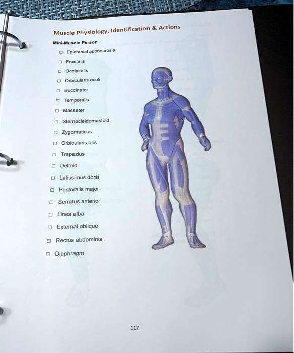 SOLVED Muscle Physiology Identification Actions Mini Muscle