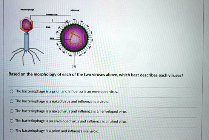 Solved:based On The Morphology Of Cach Of The Two Viruses Above; Which Best  Describes Cach Viruses? The Bacteriophage Prion Nd Influenza Enveloped  Vimus The Bacteriophage Is Naked Vlrus And Influenza I5 Virold: Solved:based On The Morphology Of Cach Of The Two Viruses Above; Which Best  Describes Cach Viruses? The Bacteriophage Prion Nd Influenza Enveloped  Vimus The Bacteriophage Is Naked Vlrus And Influenza I5 Virold: