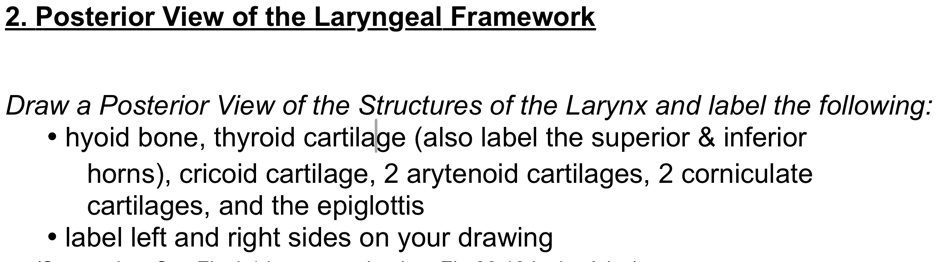 SOLVED: Lateral View of the Laryngeal FrameworkPosterior View of the ...