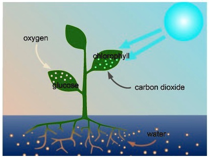 SOLVED: 'Study this image of the process of photosynthesis. What’s ...