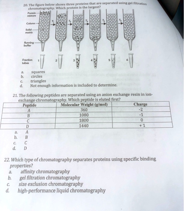 Solved Thc Figure Below Shows Three Proteins That Are Separated Using Gel Filtration 7756