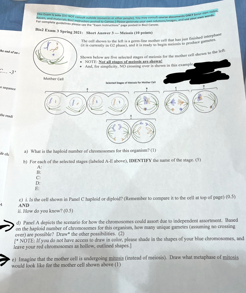 the end of an note not all stages of meiosis are shown mother cell ...